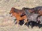 Спаривание и размножение лошадей и других животных