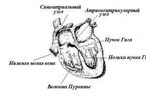Сердечная мышца – анатомические и физиологические особенности Сердечная мускулатура