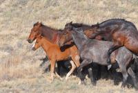 Спаривание и размножение лошадей и других животных