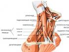 Анатомия мышц шеи человека